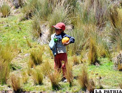Niños pastores en constante peligro por la detonación de cachorros de dinamita