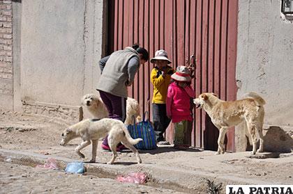 Perros vagabundos se convierten en un riesgo para los transeúntes