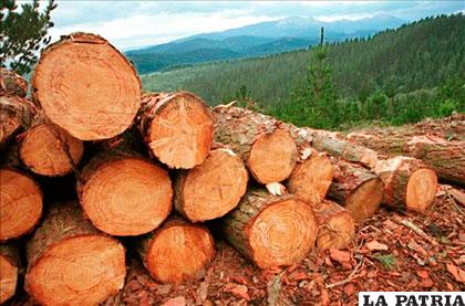 Bolivia taló 2,7 millones de árboles en el Chaco /servidornoticias.com