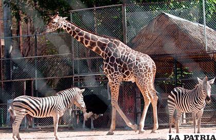 El zoológico de Mendoza 