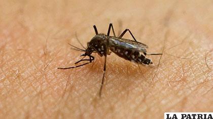 Aedes Aegypti, mosquito transmisor del zika y el dengue /venezuelaverde.com