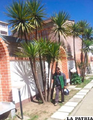 Palmerita (Yucca sp), ubicada en la Policlínica Oruro, no es una 
palmera en sí, pertenece más a los agaves o carahuatas
