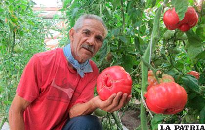 Productores buscan rescatar el ancestral tomate rosado de Peumo