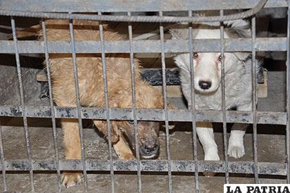 90 canes fueron capturados por Zoonosis, previo al paso del Dakar por Oruro