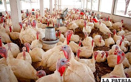 Un brote de gripe aviar se registró en un plantel de pavos de un sector rural de Chile /blogspot.com