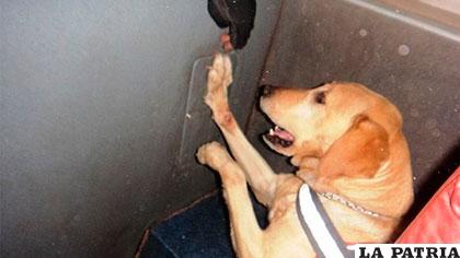 El can encontró la droga en el baño del bus /Soy Iquique