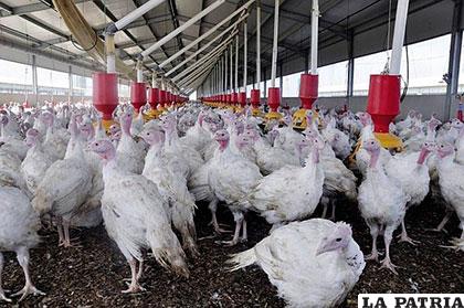 Un brote de influenza aviar se detectó en un criadero de pavos en la región chilena de Valparaíso /diariocorreo.pe