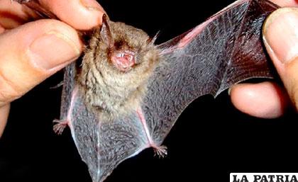 La plaga de murciélagos se debe principalmente a la ola de calor