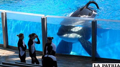 La orca murió a los 36 años a consecuencia presumiblemente de una infección respiratoria