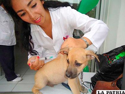 Vacunación antirrábica canina/eldiario.net
