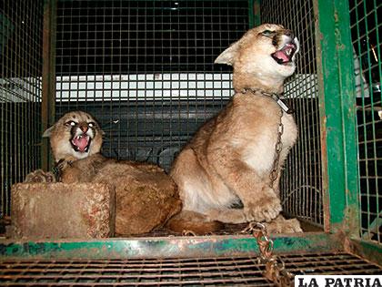Iniciarán una campaña para perseguir el tráfico ilegal de animales salvajes entre África y Asia