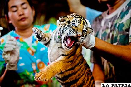 En la India fueron capturados 76 tigres, de acuerdo con datos del WWF