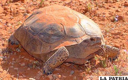 La tortuga del desierto puede vivir hasta dos años sin tomar agua