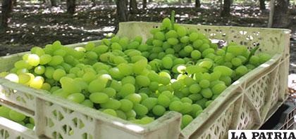 La prohibición de la importación de uva al país es del 27 de enero al 27 de abril