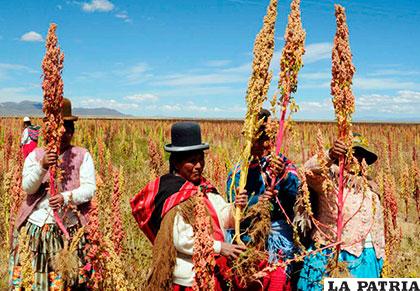 El país fue desplazado por Perú de su sitial de primer país productor y exportador mundial de quinua