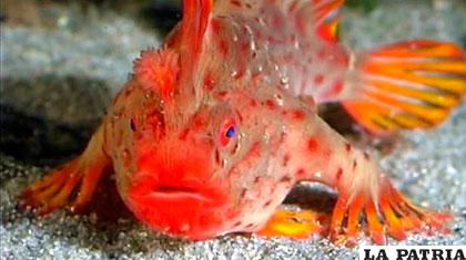 El pez de manos rojas o Thymichthys politus