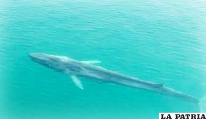 El nombre de la ballena fue en honor a la ambientalista hondureña Berta Cáceres /sinfronteramagazine.net