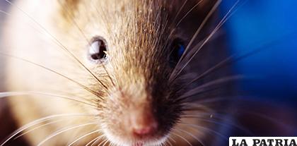 El hantavirus se transmite por el contacto con la orina, saliva y excretas de roedores infectados /CLARÍN