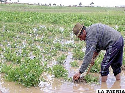 Productores agrícolas están contentos con la llegada de las lluvias
