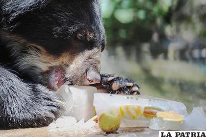 Un oso disfruta de su delicioso helado / EFE