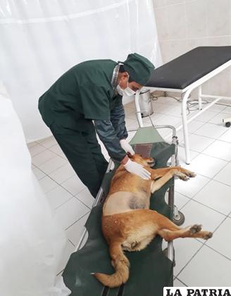 Se proyecta reforzar las esterilizaciones de canes para reducir sobrepoblación /Cemzoor