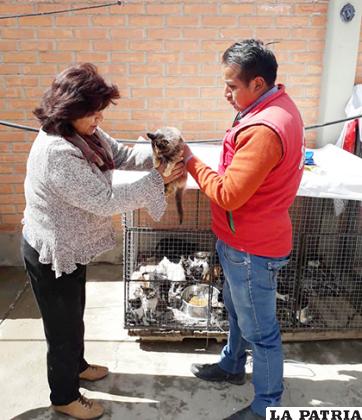 Familias que adopten no deben tener varios perros en su poder /Cemzoor