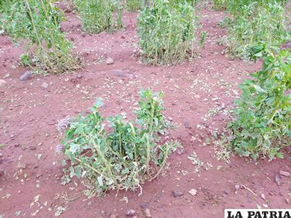 El granizo, del tamaño de canicas, prácticamente destrozó las plantaciones de quinua /SILVIO HUARACHI VÁSQUEZ