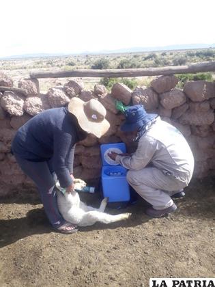 Animales de granja en la comunidad de Jatita serán vacunados contra la rabia /LA PATRIA ARCHIVO