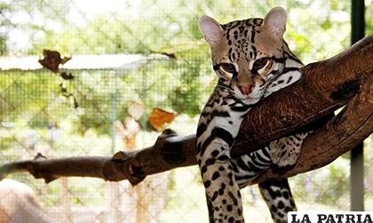 Uno de los ejemplares que habita en el Zoológico Nacional de Nicaragua