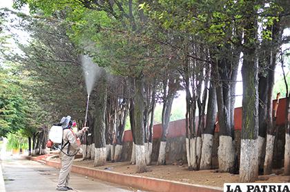 Fumigación evita la propagación de pulgones que dañan los árboles / LA PATRIA