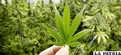 Plantación de mariguana o cannabis/ los40mx00