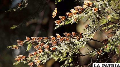 La mariposa monarca es un excelente ejemplar de la fauna /ELFINANCIERO.COM.MX