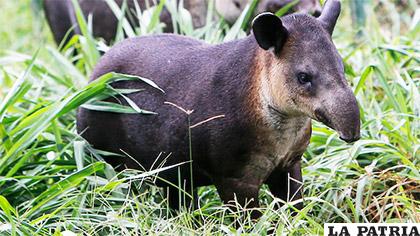 El tapir es un animal que se encuentra en peligro de extinción /DIARIOMETRO.COM.NI