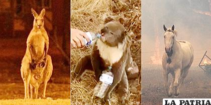 Los animales han sido los más afectados por los incendios en Australia /americadigital.com
