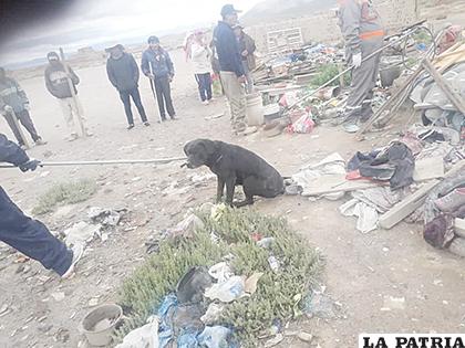 Uno de los perros capturados recientemente en el sector de las Ladrilleras
/LA PATRIA
