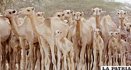 Los animales están consumiendo y contaminando el agua de grupos humanos /EFE