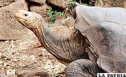 La tortuga volverá a su hábitat /EFE