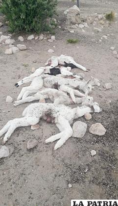Alpacas que fueron atacadas por los canes /Familia Atahuichi
