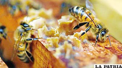 Se quiere prevenir la eliminación de las abejas