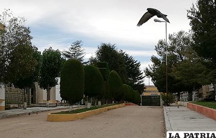 En el Cementerio General las aves también gozan de los árboles /LA PATRIA