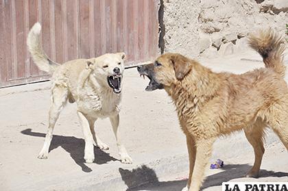 Alto registro de ataques de canes debe llamar la atención de las autoridades /LA PATRIA