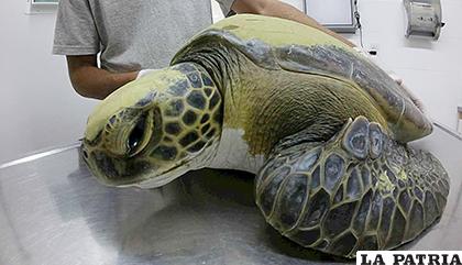 La tortuga fue hallada a finales del año pasado por un pescador artesanal /LA PRENSA PER?
