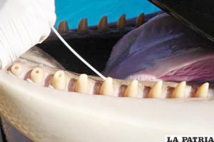 Se cree que los dientes del delfín rosado dan buena suerte /ww2.elmercurio.com.ec/