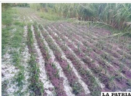 Las granizadas podrían afectar a los cultivos /LA PATRIA