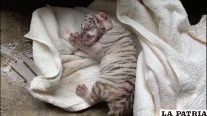 “Nieve”, la tigresa blanca que nació en cautiverio en Nicaragua
