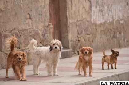 Oruro no registró casos de rabia canina en 2020 /archivo LA PATRIA