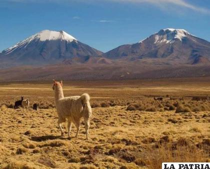 Parque Sajama, la primera área protegida de Bolivia /RRSS