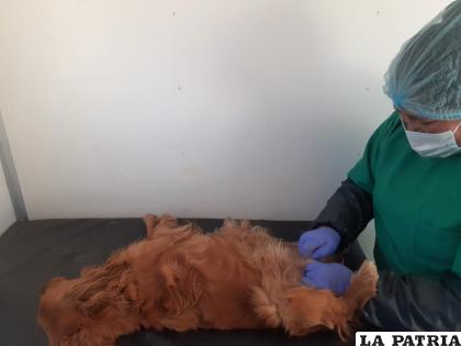 Canes fueron esterilizados en el móvil quirófano /CEMZOOR