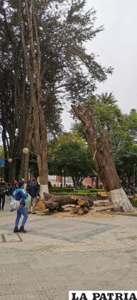 La tala del centenario árbol durante sus trabajos finales /LA PATRIA  