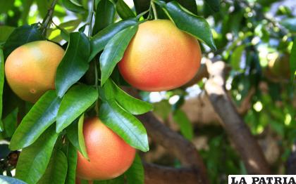 El pomelo es una fruta muy nutritiva para el cuerpo humano /BIOENCICLOPEDIA